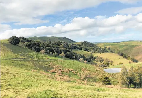  ?? Photo / Victoria Anstis ?? A view of Ngaio Bush, protected by Steve and Trish Anstis in the Hawke’s Bay.