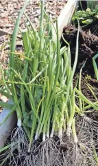  ??  ?? Green onions will flourish in the fall vegetable garden.