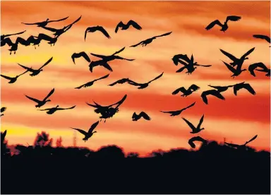  ?? JOHN WOODS/THE CANADIAN PRESS FILE PHOTO ?? Canada geese commute thousands of kilometres between their summer breeding grounds and places where they winter.