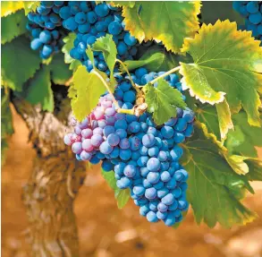  ??  ?? La industria vitiviníco­la comenzó en 1597.