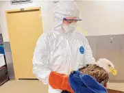  ?? SOURCE: THE RAPTOR CENTER ?? A bald eagle gets care in a special quarantine area at The Raptor Center for possible avian flu cases in Minnesota in March. Eagles have been affected in at least 15 states.