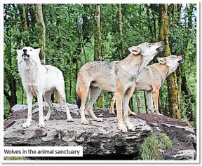  ?? ?? Wolves in the animal sanctuary