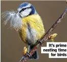  ?? ?? It’s prime nesting time for birds