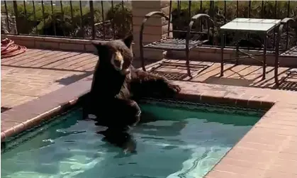  ?? Photograph: AP ?? A bear sits in a jacuzzi in the city of Burbank, California.