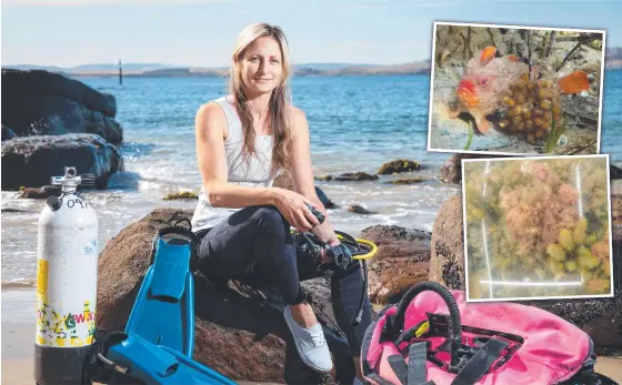  ?? ?? Marine biologist at IMAS Dr Jemina Stuart-Smith and (inset) a red handfish guarding eggs and a seaweed garden.
Main picture: Peter Mathew