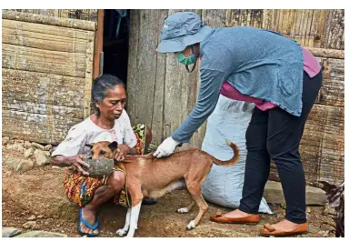  ??  ?? Preventive measure: A vet vaccinatin­g a dog in Kampung Melo, Indonesia. — The Jakarta Post/Asia News Network