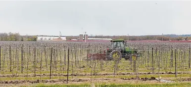  ?? JULIE JOCSAK TORSTAR ?? A farmer works his fields while wind machines sit idle in a vineyard in Niagara-on-the-Lake as cold temperatur­es move in.
