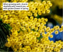  ?? ?? When growing well, Acacia dealbata will reward you with golden flower in spring