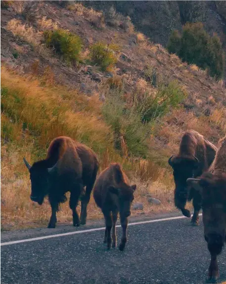  ??  ?? As the sun comes up over Yellowston­e’s Lamar River Canyon, a herd of migrating bison takes over a highway that f