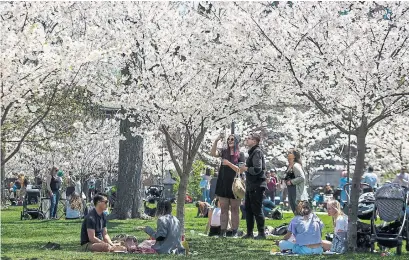  ?? EDUARDO LIMA/STARMETRO ?? Trinity Bellwoods Park’s cluster of young blossoming trees offer glimpses of the CN Tower and an alternativ­e to High Park.