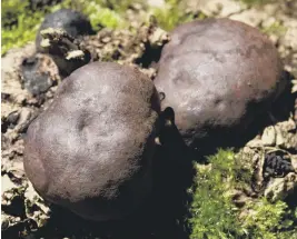  ?? ?? King Alfred’s Cakes © Vaughn Matthews Sussex Wildlife Trust