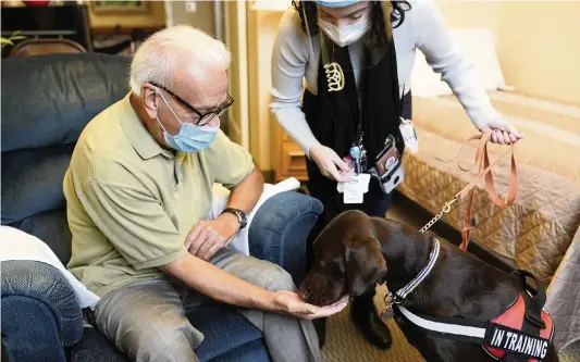  ?? SETH WENIG AP ?? Kida, a chocolate Labrador, visits with Sal Gonzales, 79, in his room at The Hebrew Home at Riverdale in New York.