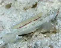  ??  ?? RIGHT A male Grallenia goby, one of the two newly- discovered species
20 | SDAA