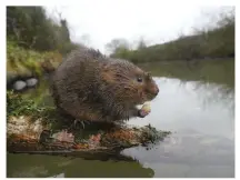  ??  ?? The water vole, an ‘ecosystem engineer’ that helps to generate new plant growth, is on the verge of extinction in the UK