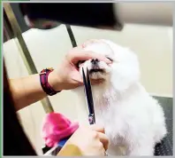  ??  ?? This picture taken on Feb 3, shows a dog getting the hair on its face trimmed during a spa treatment session at a pet groomers in Hong Kong. (AFP)