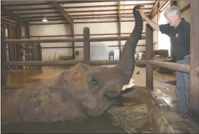  ?? BEA AHBECK/NEWS-SENTINEL ?? Ed Stewart, president and co-founder of the Performing Animal Welfare Society, feeds Ringa, one of the center’s elephants, carrots in San Andreas on March 18, 2015. The ARK 2000 Sanctuary will play host to the organizati­on’s annual Elephant Grape Stomp...