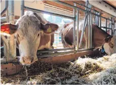  ?? FOTO: ARCHIV/WOLFGANG HEYER ?? Futterrese­rven vorzuhalte­n wird für Milchbauer­n immer wichtiger.