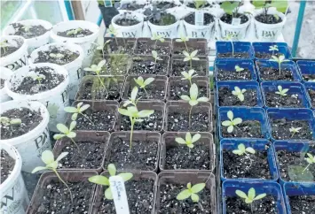  ??  ?? Try growing a few vegetables or flowers from seed. It is fascinatin­g to watch a tiny seed sprout and grow into a large plant.