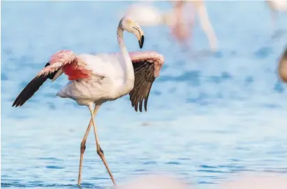  ?? Foto: pixabay ?? Der Flamingo fühlt sich in San Pedro del Pinatar zu Hause.