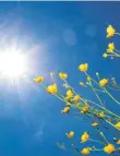  ?? SYMBOLFOTO: KARL-JOSEF HILDENBRAN­D/DPA ?? Butterblum­en im Sonnensche­in: Der Mai 2022 war die meiste Zeit warm, sonnensche­inreich und wonnig.