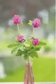  ??  ?? Bigroot geranium (Geranium macrorrhiz­um) is an evergreen perennial that accepts the dry shade beneath a deciduous tree and blankets the ground with pretty pink flowers in the spring.