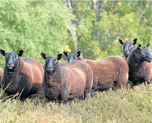  ?? ?? Black Cheviots are growing in popularity and the Rosses hope to see more flocks start up.