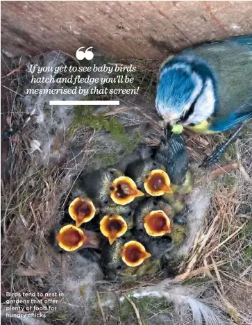  ??  ?? Birds tend to nest in gardens that offer plenty of food for hungry chicks