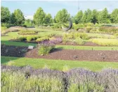  ?? CHICAGO BOTANIC GARDEN ?? Reworking the bed edges so that the curves are smooth will improve the overall appearance of your garden and be much easier to mow along.