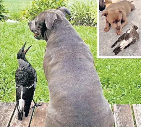  ?? ?? The decision to confiscate Molly the magpie, which has befriended Peggy, a Staffordsh­ire bull terrier, is ‘a classic example of bureaucrac­y over common sense and humanity’