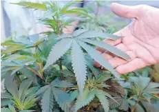  ?? T h e Ass o c i at e d P r e ss/ F i l e ?? Health Canada would like medical marijuana suppliers to submit informatio­n on doctors prescribin­g the drug.
