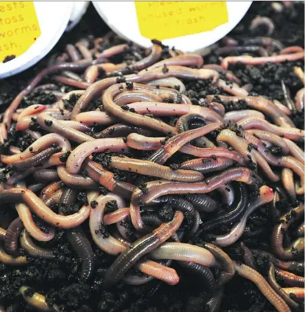  ?? FILES ?? Earthworms can damage lawns and gardens, but Gerald Filipski recommends controllin­g the culture by watering appropriat­ely and dethatchin­g your lawn to help keep the worms at bay.