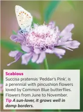  ??  ?? Scabious Succisa pratensis ‘Peddar’s Pink’, is a perennial with pincushion flowers loved by Common Blue butterflie­s. Flowers from June to November. Tip A sun-lover, it grows well in damp borders.
