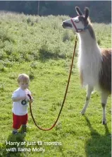  ??  ?? Harry at just 13 months with llama Molly