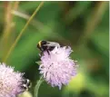  ?? Foto: ari sundBerg/sPt ?? Material och uppgifter om natur och miljö finns nu på svenska på webbplatse­n mappa.fi.