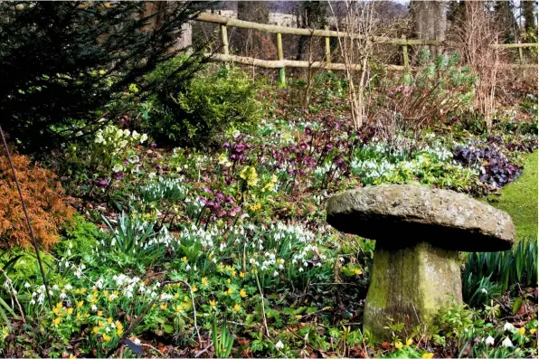  ??  ?? The kitchen window looks out onto a bright carpet of flowers woven with winter aconites, Eranthis hyemalis, common snowdrops, Galanthus nivalis, and various hellebores, Helleborus x hybridus.