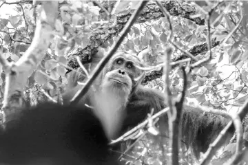  ??  ?? This handout picture shows a Tapanuli orangutan in the Batang Toru rainforest, its only known habitat, on Sumatra island. — AFP photo