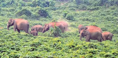  ?? K.K. NAJEEB ?? A herd of elephants in the Athirappil­ly area. Fragmentat­ion of wildlife habitats is a major factor leading to human-wildlife conflicts. Being a thickly populated State, Kerala has numerous human enclosures, including tribal settlement­s and non-tribal habitats, within forest patches. Agricultur­al land provides food on a platter for elephants, which travel 10-20 km a day in search of food.