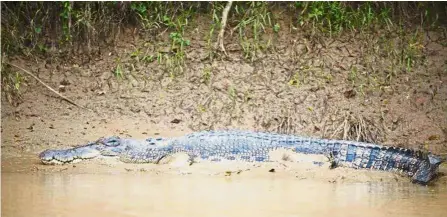  ??  ?? Slowly but surely: Crocodile hunting usually consists of a ‘sit-and-wait’ strategy.