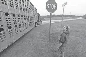  ??  ?? Emily Harris takes a final look at most of her herd as the truck leaves to carry the herd to new farms. Emily and her wife, Brandi Harris, sold their cows and gave up dairy farming.