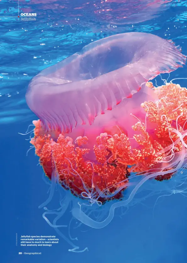  ??  ?? Jellyfish species demonstrat­e remarkable variation – scientists still have to much to learn about their anatomy and biology