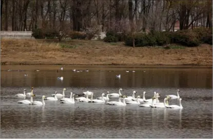  ?? PHOTOS BY ZHANG YAN / FOR CHINA DAILY ?? Whooper swans arrive at Wild Duck Lake in Yanqing district, northweste­rn Beijing. An estimated 100,000 migratory birds rest at the lake every year.