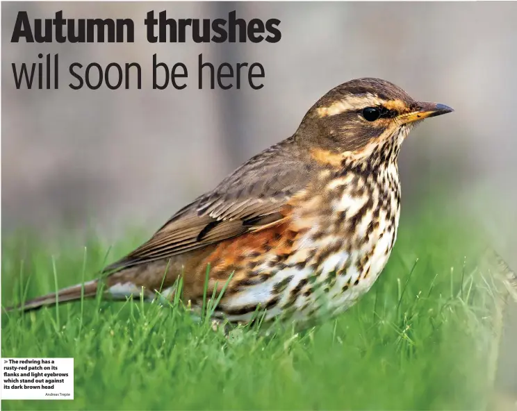  ?? Andreas Trepte ?? The redwing has a rusty-red patch on its flanks and light eyebrows which stand out against its dark brown head