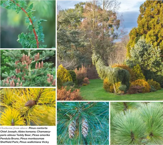  ??  ?? Clockwise from above: Pinus contorta Chief Joseph; Abies koreana; Chamaecypa­ris obtusa Teddy Bear; Picea omorika Pendula Bruns; Pinus montezumae Sheffield Park; Pinus wallichian­a Vicky