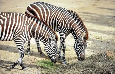  ??  ?? Bruce Gordon Contractin­g near Marton provides feed for Auckland Zoo’s animals, including their zebras.