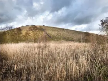  ?? FOTO CHRIS NELIS ?? Druivenran­ken telen op de flanken van een mijnterril is een van de 125 ingediende projectvoo­rstellen voor het Burgerbudg­et in Genk.