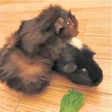  ??  ?? Having fun together are Guinea pigs Pip and Squeak who are owned by Alec Gaskell from Aberdeen.