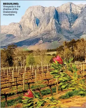  ?? ?? BEGUILING: Vineyards in the shadow of the Drakensber­g mountains