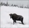  ??  ?? The moose looks toward his rescuers before wandering away.