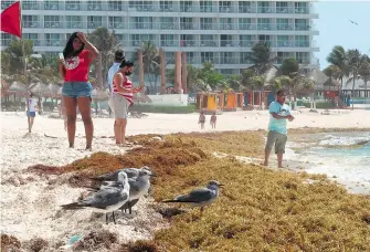  ?? EFE ?? Vista del sargazo acumulado en las playas de Cancún, en Quintana Roo