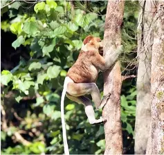  ??  ?? A male proboscis monkey, one of the iconic species in Maludam.